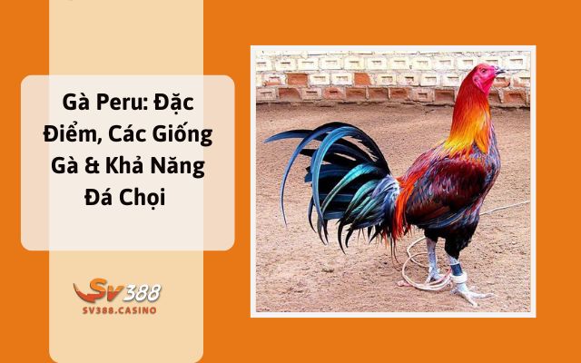 Gà Peru: Đặc Điểm, Các Giống Gà & Khả Năng Đá Chọi